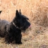 Popis scotch terrier